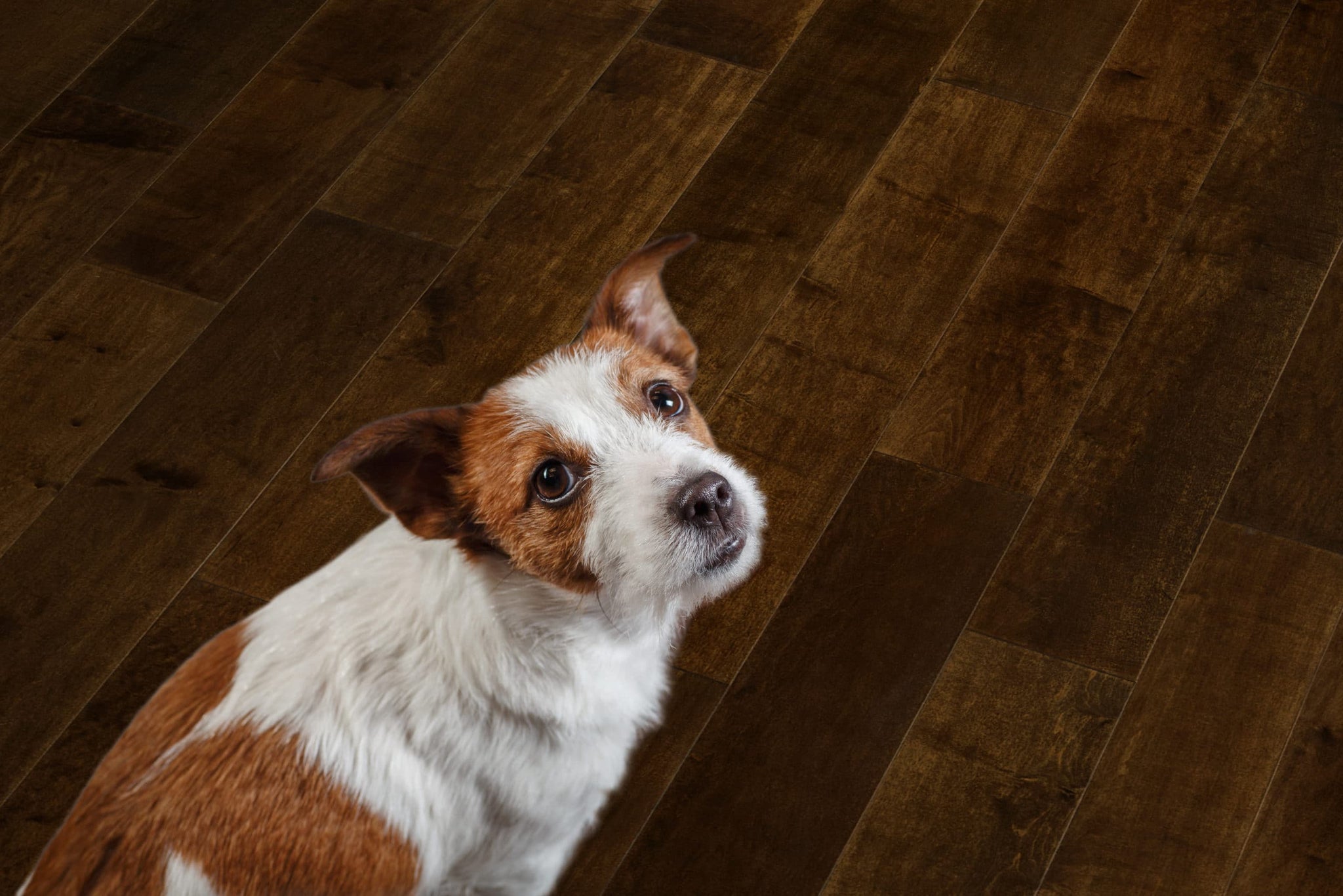 Best Flooring for Pets Pet Friendly Flooring Options
