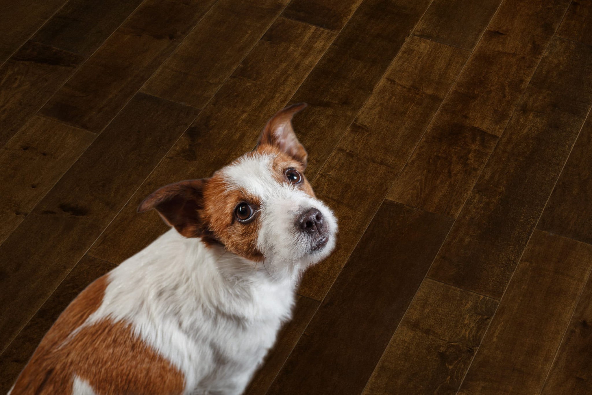 Best Flooring for Pets | Pet Friendly Flooring Options