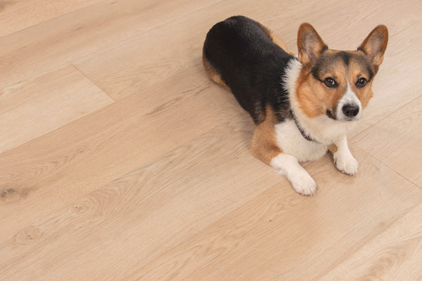 A tricolor corgi dog with large ears lies on a light wood floor, looking up toward the camera.