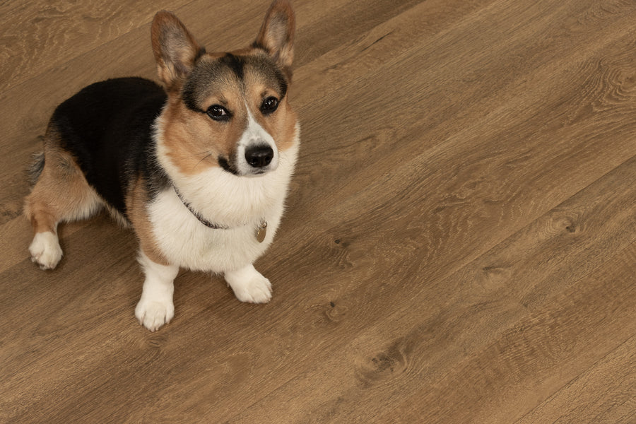 A tricolor corgi with a black, brown, and white coat sits on a light brown wooden floor, looking up toward the camera.