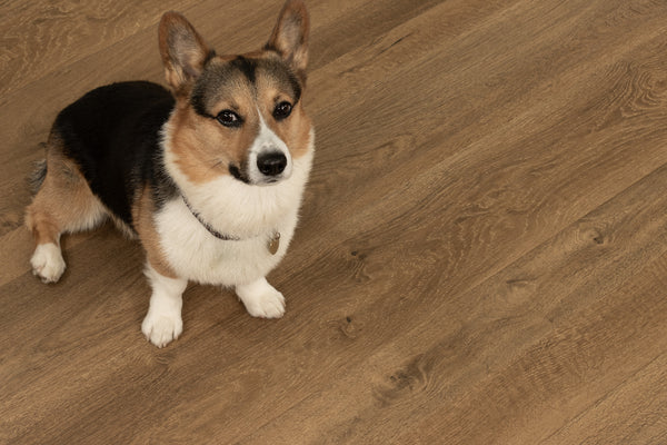 A tricolor corgi with a black, brown, and white coat sits on a light brown wooden floor, looking up toward the camera.