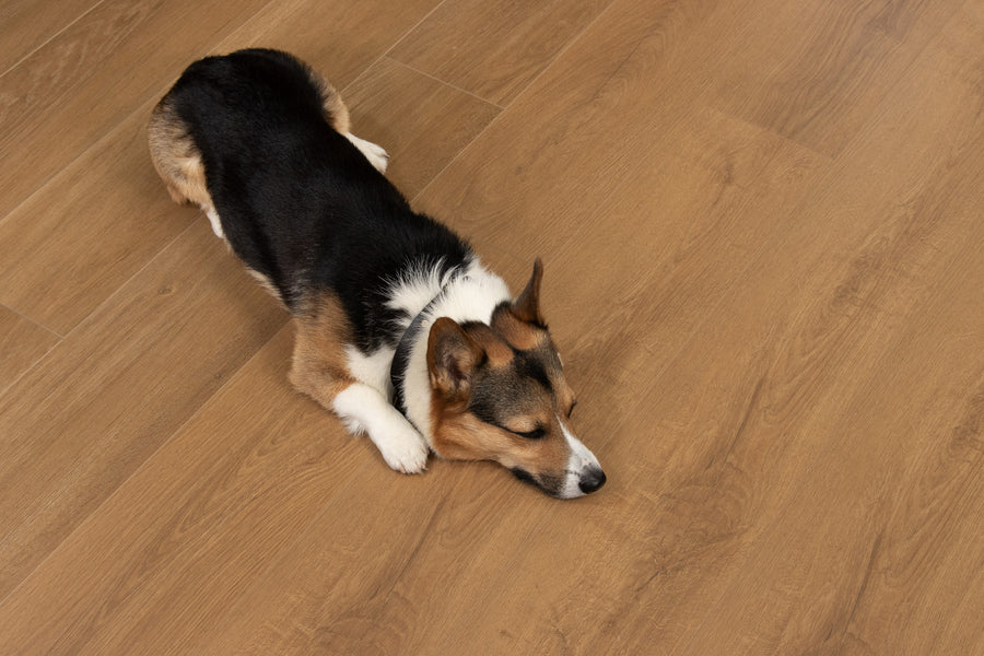 A small dog with black, brown, and white fur lies stretched out on a wooden floor, resting its head on the ground and appearing relaxed or sleepy.