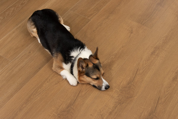 A small dog with black, brown, and white fur lies stretched out on a wooden floor, resting its head on the ground and appearing relaxed or sleepy.