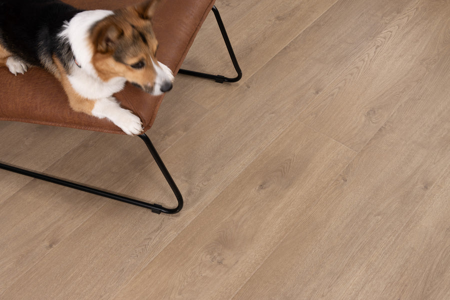 A dog with brown, black, and white fur lies on a brown leather chair with black metal legs, next to a light-colored wooden floor. The dog is looking off to the side.