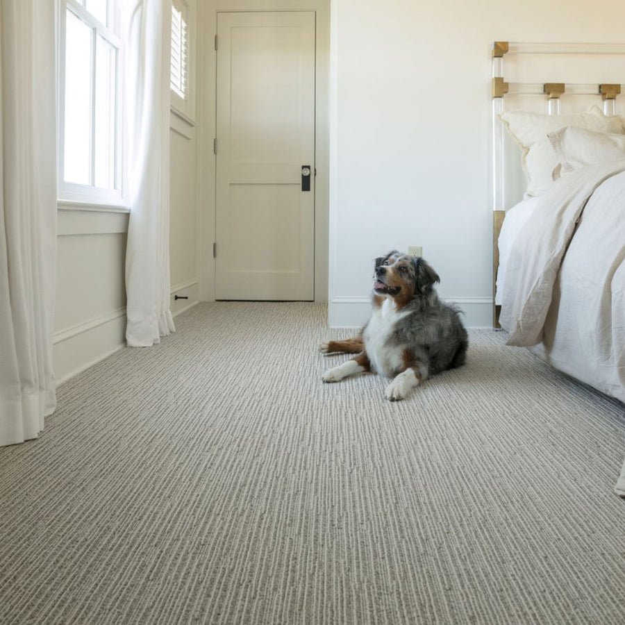 A dog lies on a light-colored textured carpet in a bright, tidy bedroom with white walls, a made bed with light bedding, a closed door, and sunlight streaming in through a nearby window.