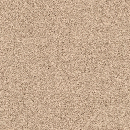 Close-up of Tribute Family Friendly Carpet in Bora Bora color, featuring soft, uniform, and durable fibers. Its plush texture delivers lasting comfort and resilience, ideal for high-traffic areas in homes or offices.