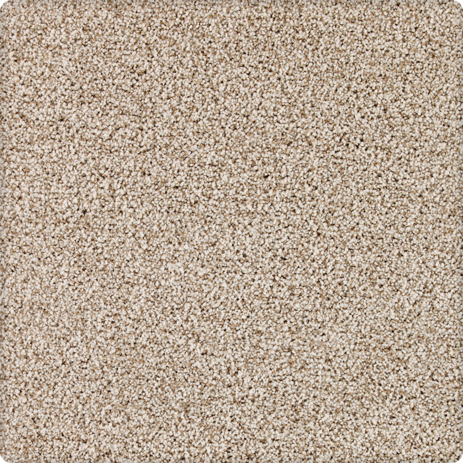 Close-up of Brava Family Friendly Carpet in Cliffside: beige, textured surface with tightly packed small fibers for a soft, uniform, and cozy look—perfect for family spaces.