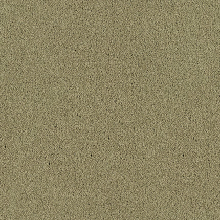 Tribute Family Friendly Carpet in Caprice features fine, light brown tones with a slightly uneven texture. Its simple, uniform look is reminiscent of durable sand, offering a clean appearance with no distinct patterns or objects visible.