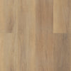 Canterbury Elm