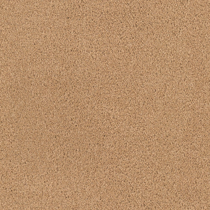 Close-up of Tribute Family Friendly Carpet in Corvo, featuring a soft, uniform textured surface. This plush cut pile carpet is ideal for homes seeking durable, comfortable flooring in a stylish beige-tan shade.