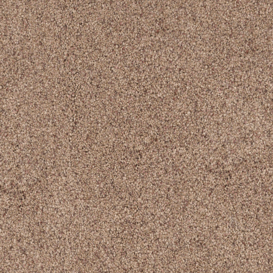 Close-up view of Great Dane Pet Friendly Carpet, featuring a textured, light brown plush surface with tightly woven, uniform fibers for a soft yet durable feel.