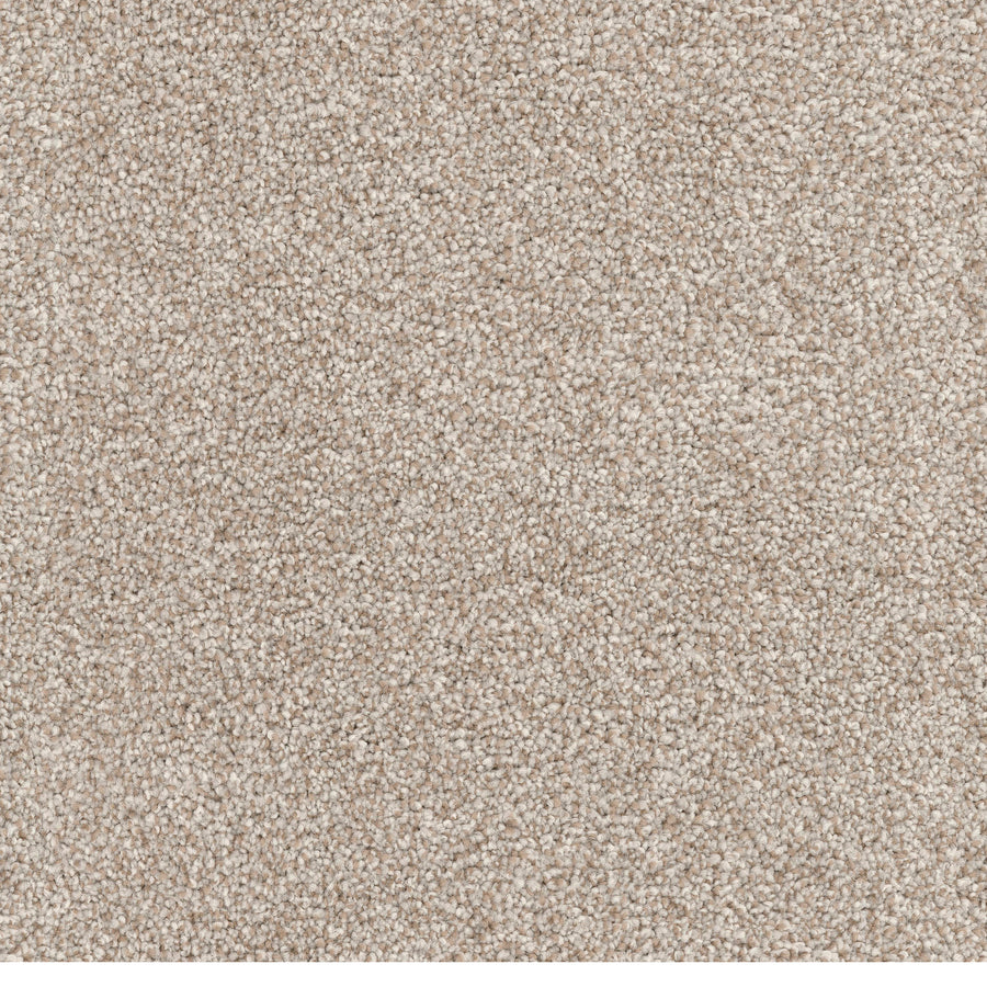 Close-up of Great Dane Pet Friendly Carpet in beige, featuring tightly woven, textured plush fibers. This durable and clean surface offers a soft, uniform look—perfect for stylish, pet friendly homes seeking comfort and long-lasting quality.