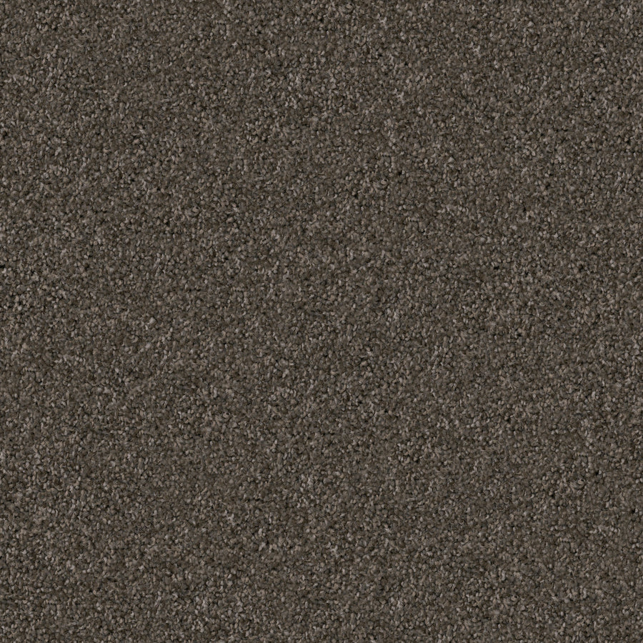 Close-up of the Great Dane Pet Friendly Carpet, featuring a textured dark brown surface with dense, soft fibers and an even finish ideal for pets.