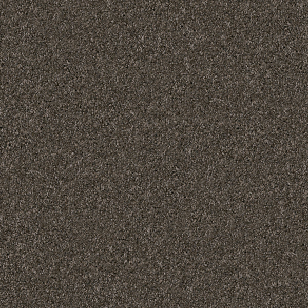 Close-up of the Great Dane Pet Friendly Carpet, featuring a textured dark brown surface with dense, soft fibers and an even finish ideal for pets.
