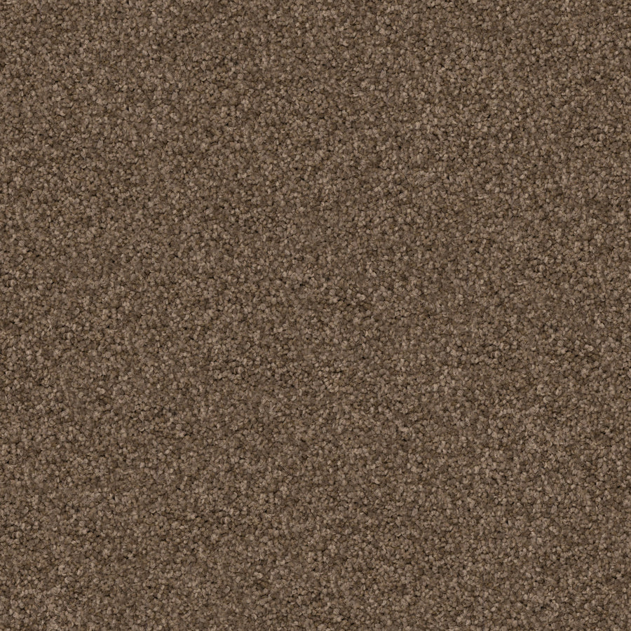 Close-up of Great Dane Pet Friendly Carpet, featuring a dense, uniform pile for a soft, cozy feel. The warm medium brown hue with subtle shading adds inviting style and durability—ideal for pet-friendly homes.