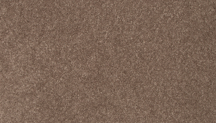A close-up of the Lifetime Achiever II Pet Friendly Carpet highlights its soft, durable texture, perfect for homes with pets.
