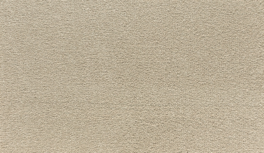 A close-up of Quality Living I Pet Friendly Carpet in Tradition color, featuring a soft, textured surface and evenly distributed fibers.