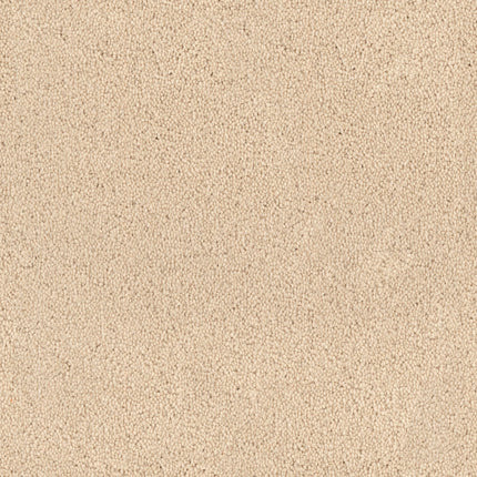 Close-up of Tribute Family Friendly Carpet in Seregenti color, featuring a soft, textured surface and stain-resistant finish—perfect for busy homes seeking lasting comfort and style.