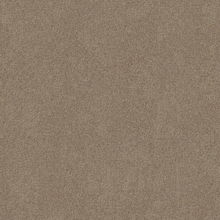 A close-up of the Canyon Lake Family Friendly Carpet in Sheffield shows fine, evenly distributed light brown fibers, creating a textured and uniform surface ideal for contemporary flooring.