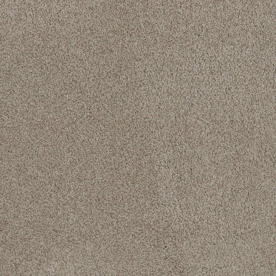Close-up of Stunning Family Friendly Carpet in Stucco color, featuring a fine texture and even surface for a soft, sophisticated look reminiscent of luxury flooring.