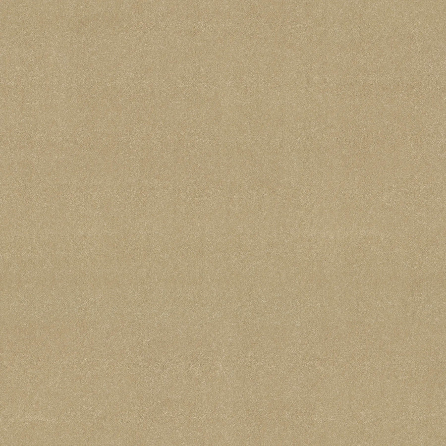 Close-up of the Awaken Spirit Pet Friendly Carpet in Sugar color, showcasing a smooth, even surface with fine texture for comfort and durability. The image displays no visible patterns, objects, or markings.