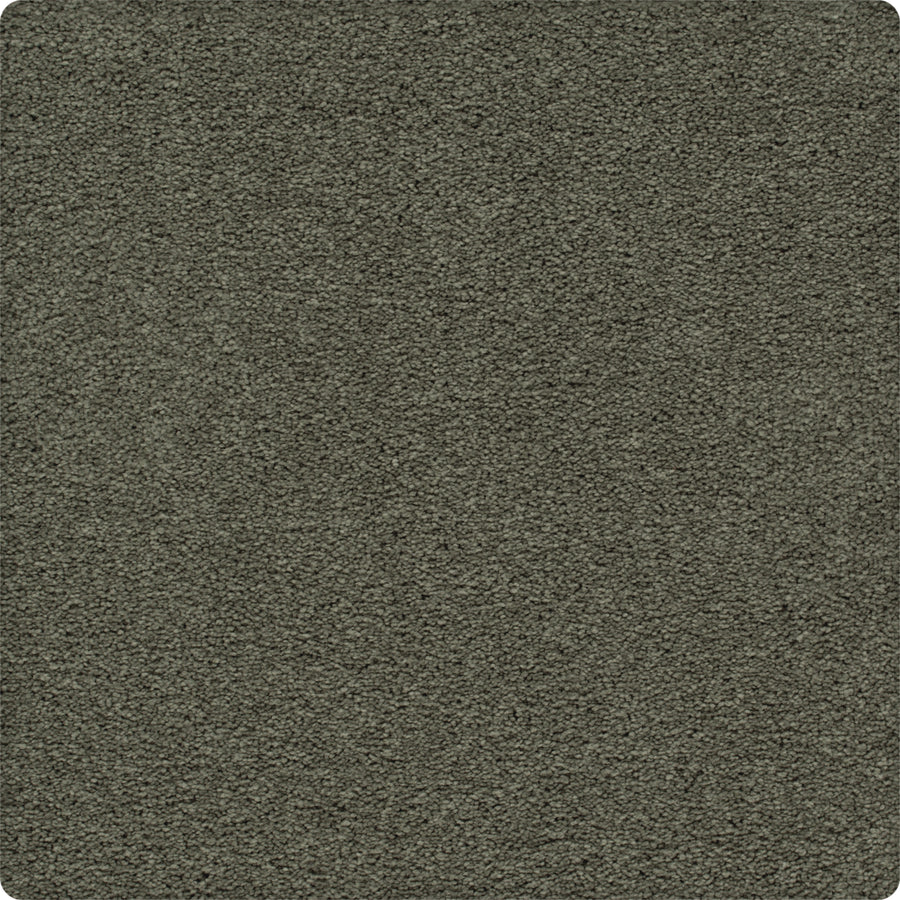 A close-up of the Traditional Cheer Pet Friendly Carpet in Back To, featuring a soft, textured surface, rounded corners, and stain resistance—ideal for homes with pets.