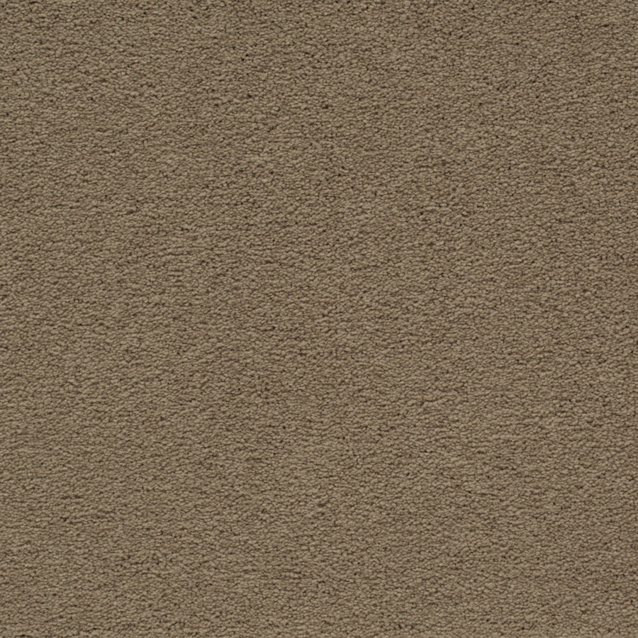Close-up of Traditional Cheer Pet Friendly Carpet in Universal Khaki, showing its dense, durable, stain-resistant texture—ideal for busy or pet-friendly homes.