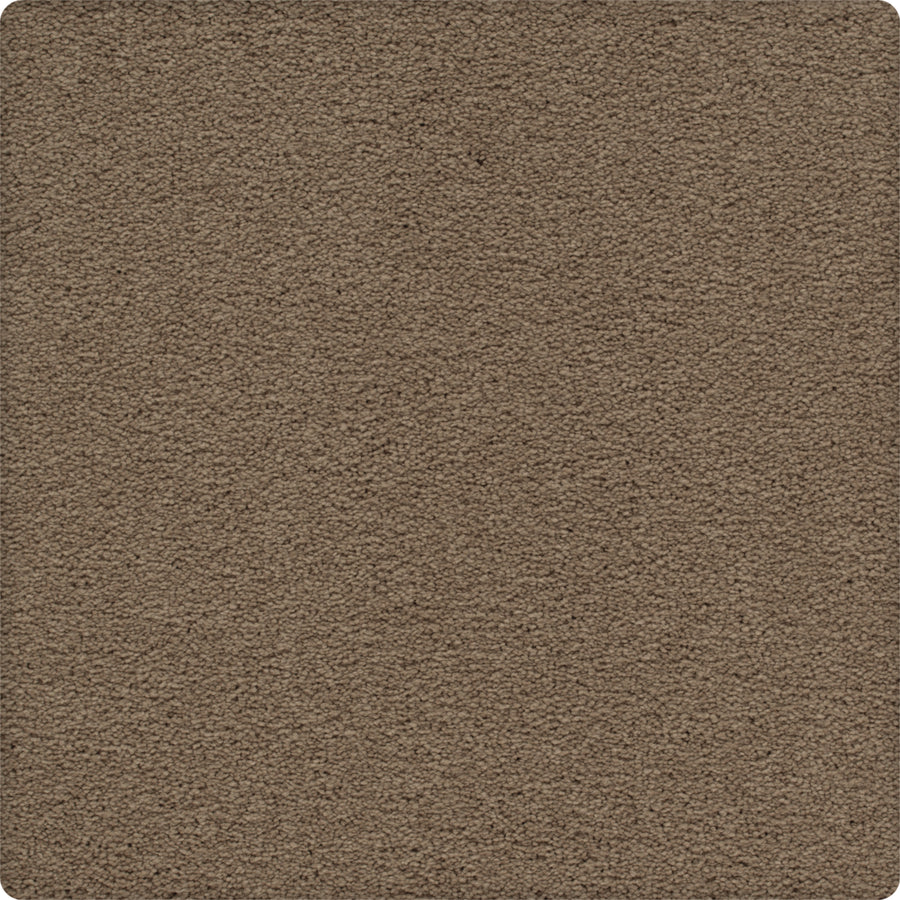 Close-up of the Traditional Cheer Pet Friendly Carpet in Dapper color, showing its rectangular, rounded-corner shape. The soft, plush texture is durable and designed to be pet friendly.