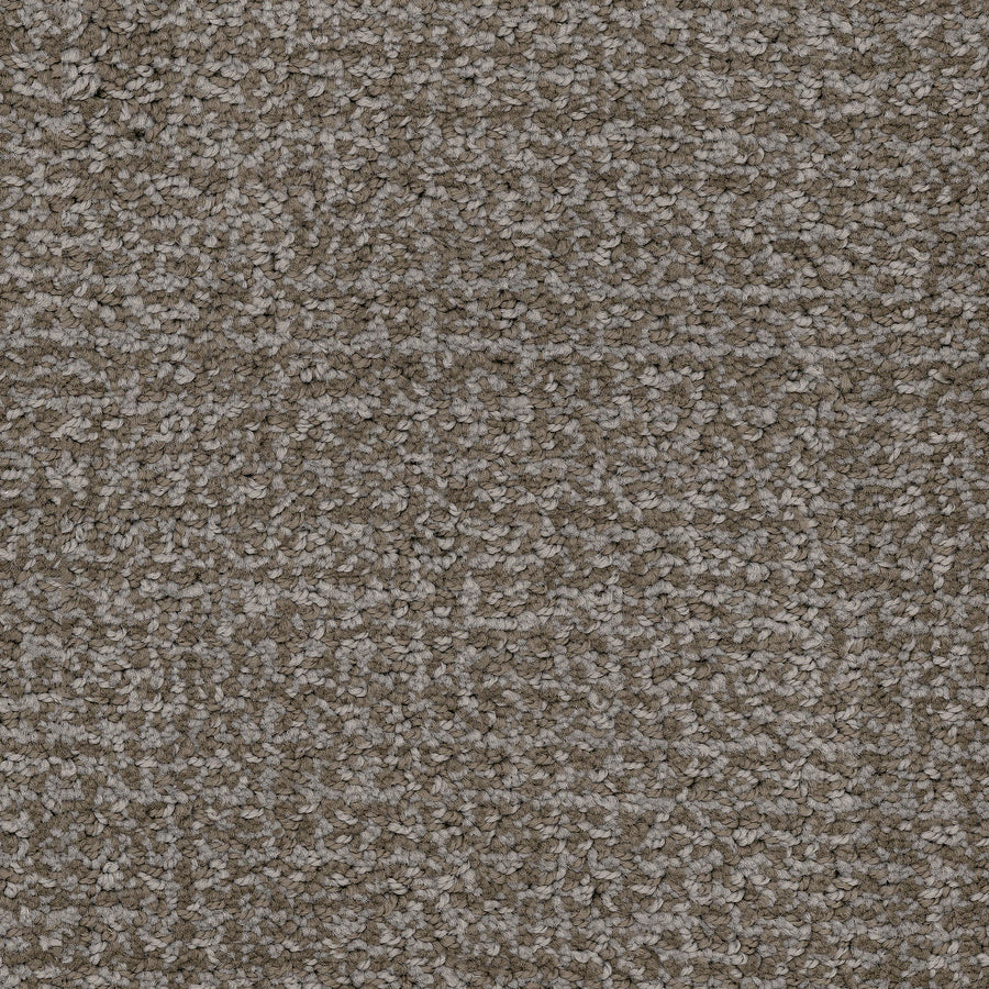Close-up view of Pedigree Pet Friendly Carpet: a textured brown carpet made with EnVisionSD Solution Dyed Nylon, featuring dense looped fibers and subtle shading—perfect for homes needing durable, stain-resistant flooring.